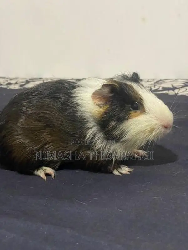 Guniepig