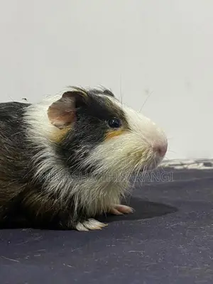Guniepig