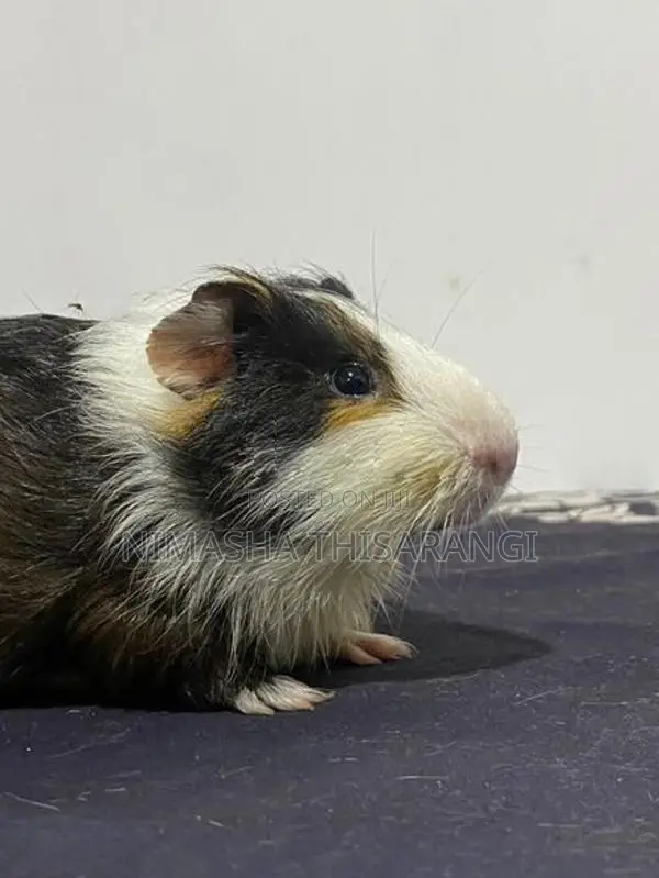 Guniepig