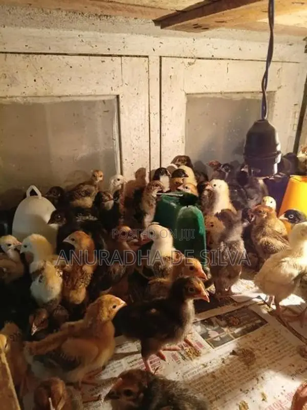 ගම් කුකුළු පැටවු