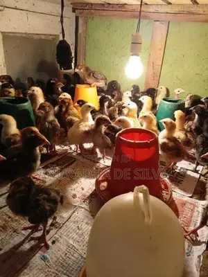 ගම් කුකුළු පැටවු
