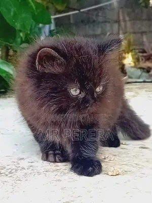 Persian Cat