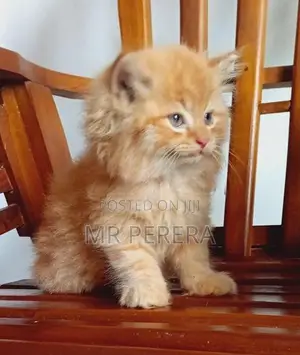 Persian Cat