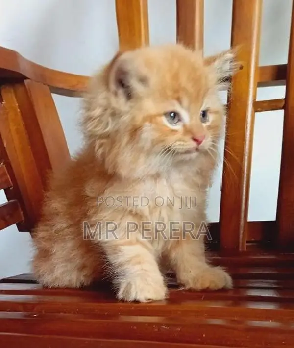 Persian Cat