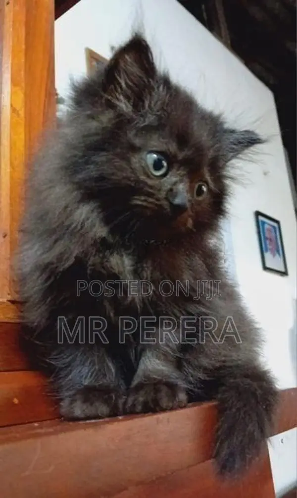 Persian Cat