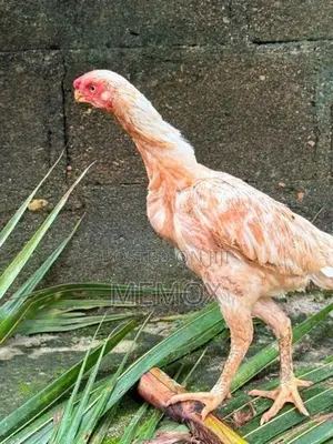 Parrot Beak Aseel Hen