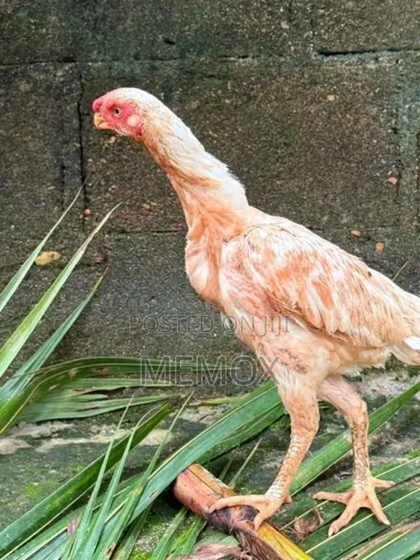 Parrot Beak Aseel Hen