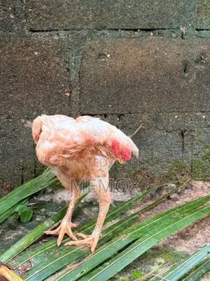 Parrot Beak Aseel Hen
