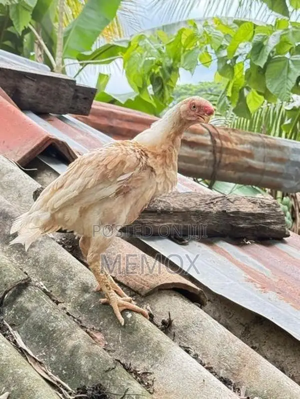 Parrot Beak Aseel Hen