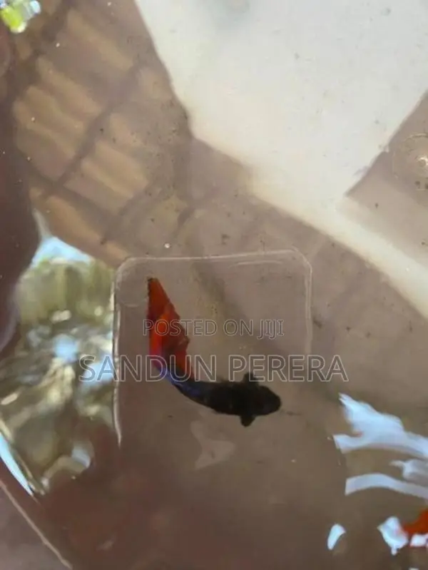 Fighters Fish