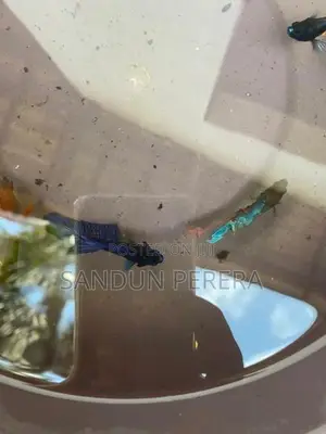 Fighters Fish