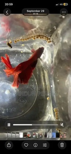 Fighters Fish