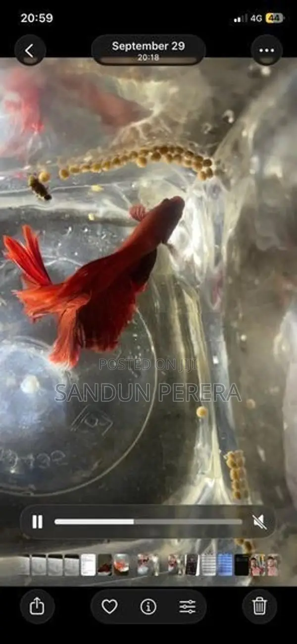 Fighters Fish