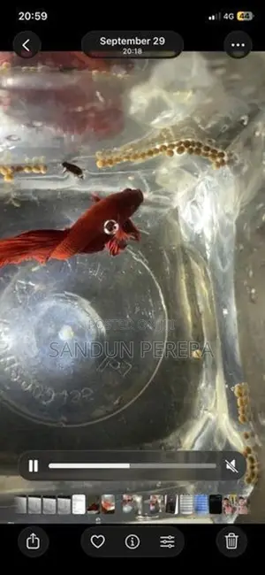 Fighters Fish