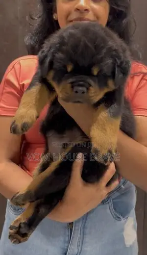 Rottweiler Puppies