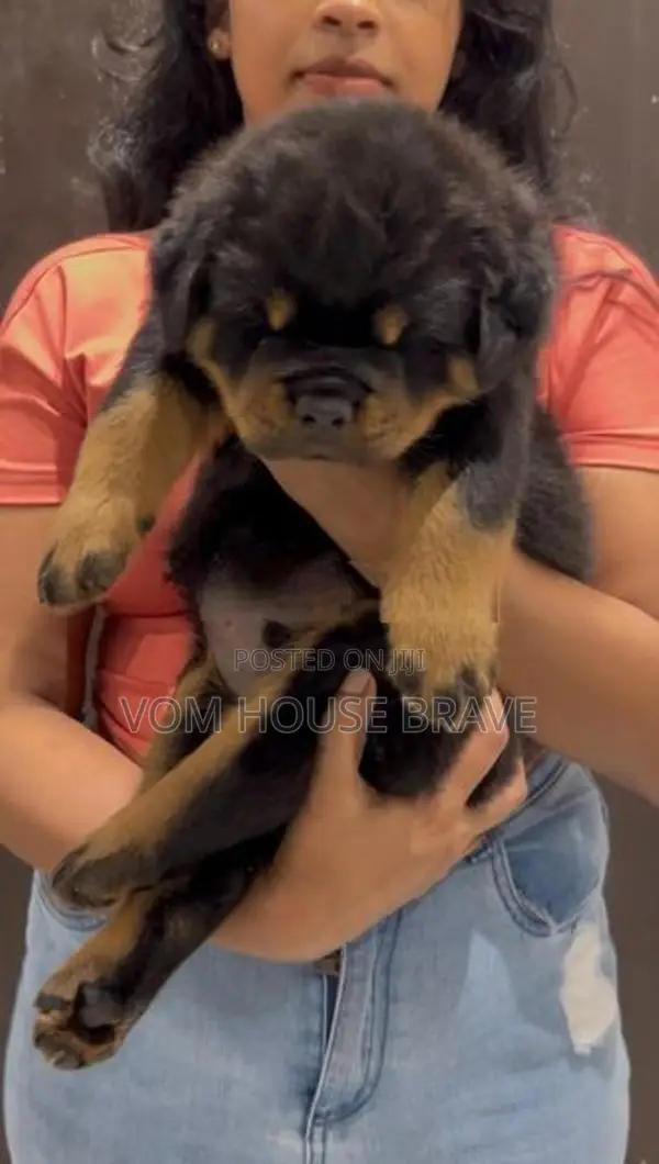 Rottweiler Puppies