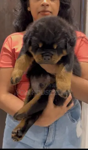 Rottweiler Puppies