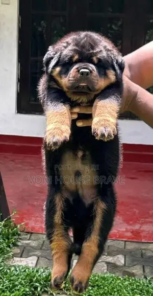 Rottweiler Puppies