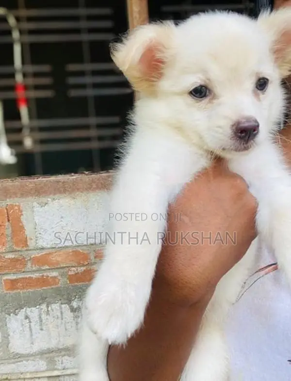 Pomeranian