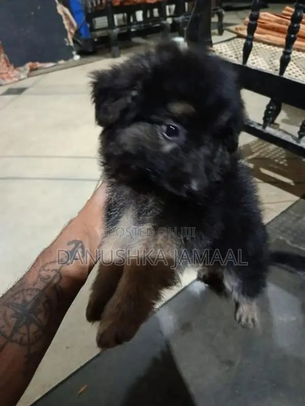 Lion German Shepherd Puppies