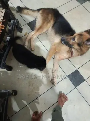 Lion German Shepherd Puppies