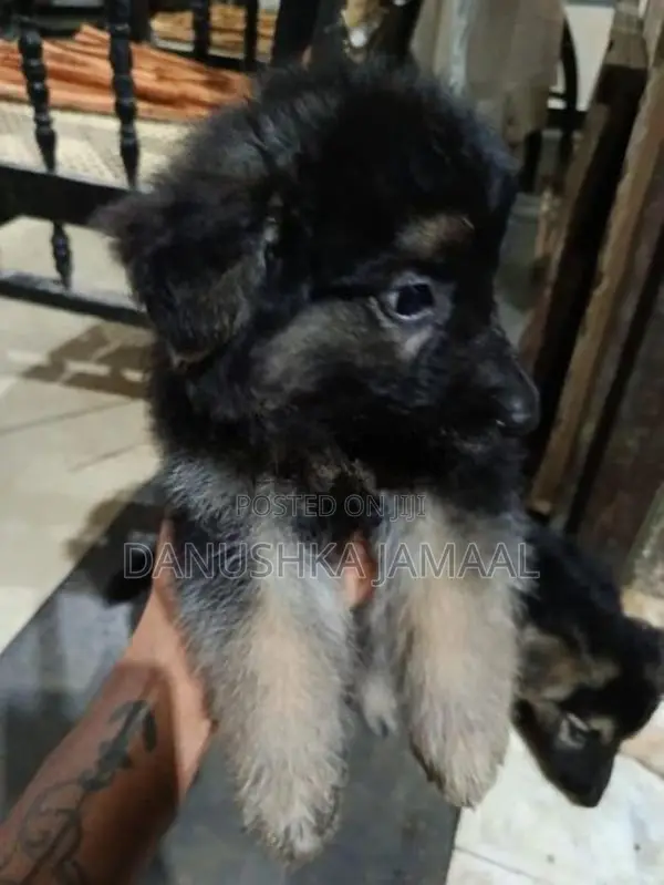 Lion German Shepherd Puppies