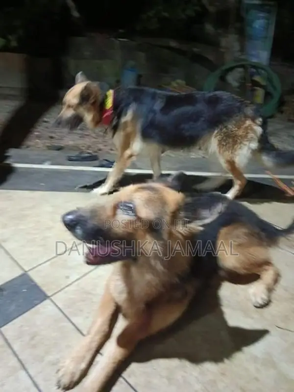 Lion German Shepherd Puppies