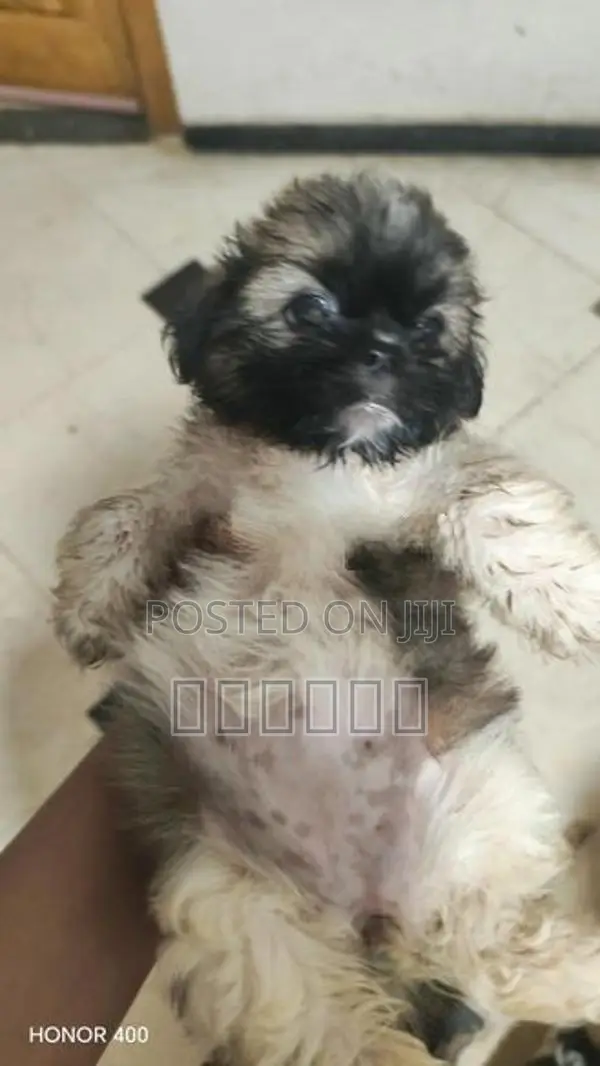 Shih Tzu