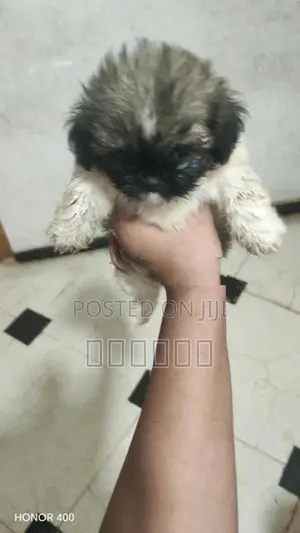 Shih Tzu