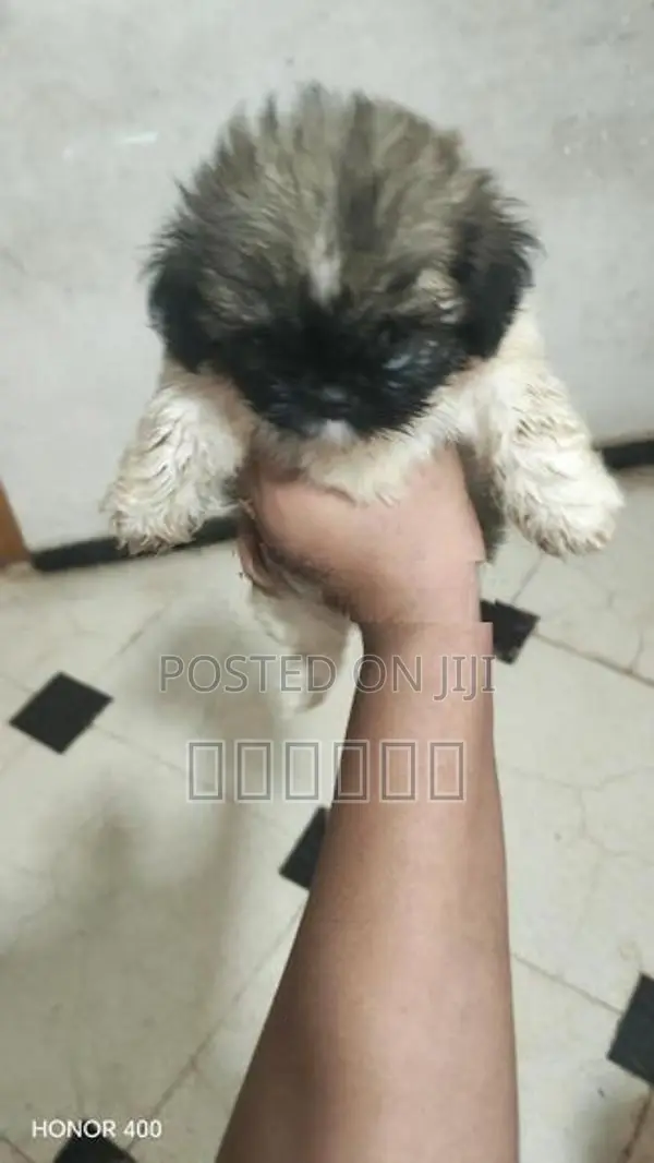Shih Tzu