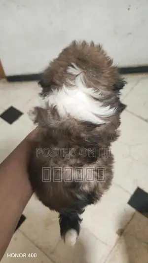 Shih Tzu