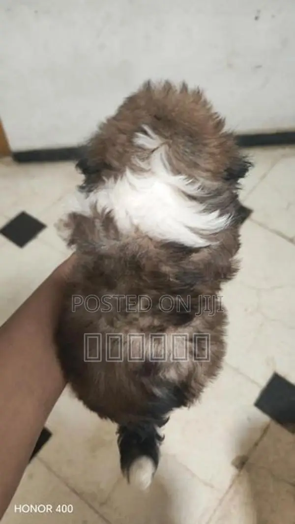 Shih Tzu