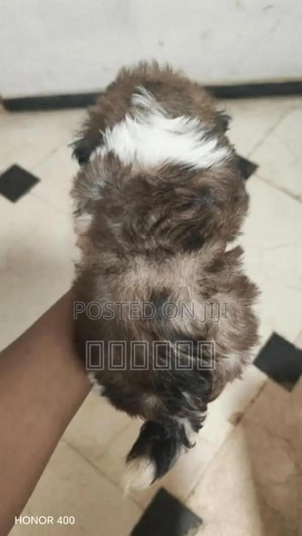 Shih Tzu