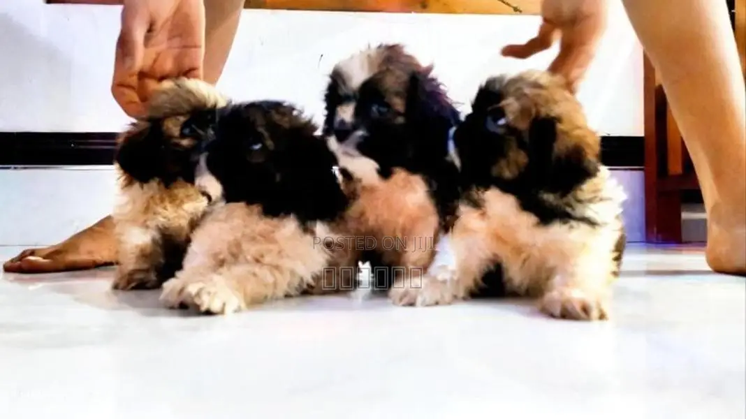 Shih Tzu