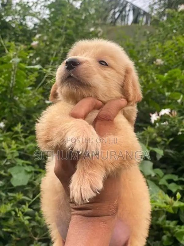 Golden Retriever Puppies