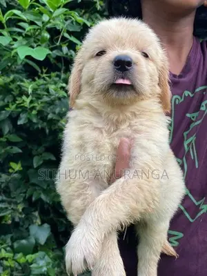Golden Retriever Puppies