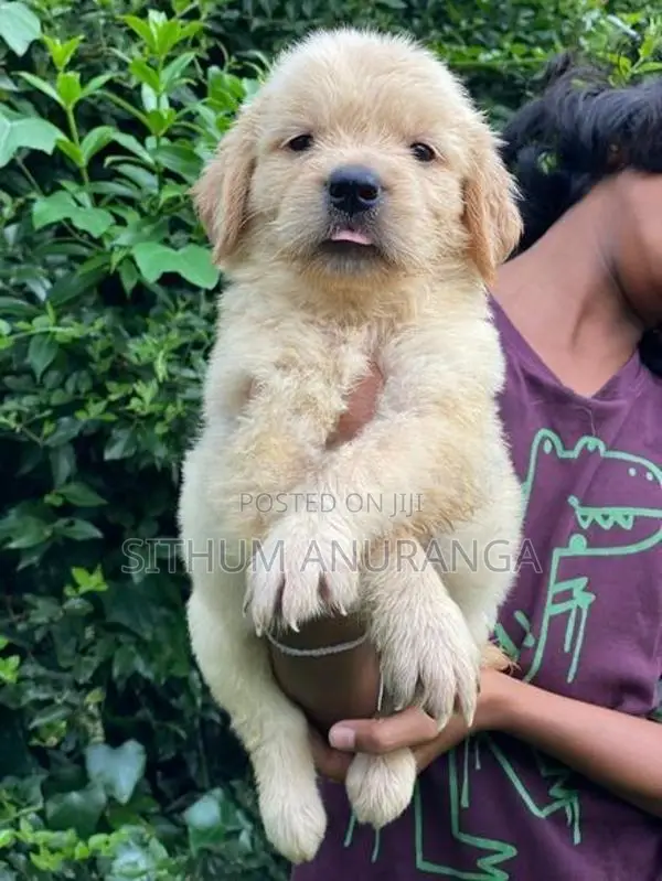 Golden Retriever Puppies