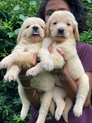 Golden Retriever Puppies