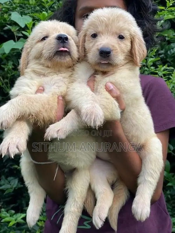 Golden Retriever Puppies
