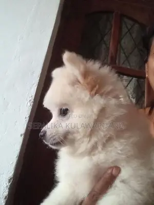Pomeranian Puppy