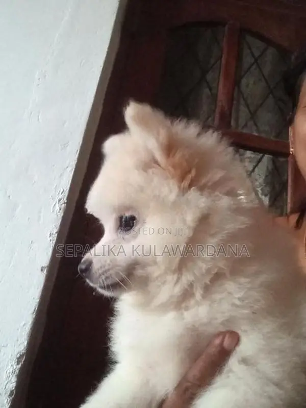 Pomeranian Puppy