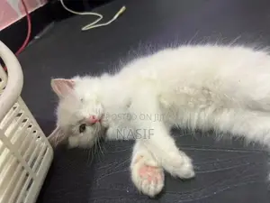 Kitten