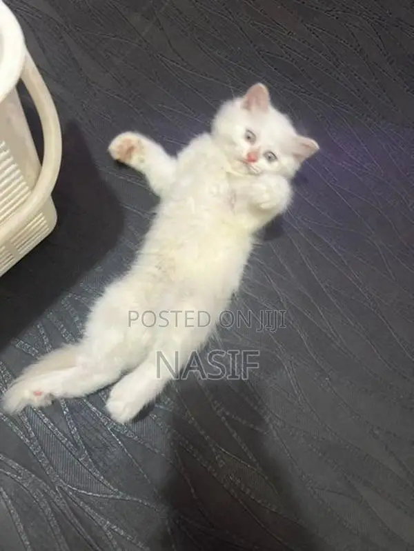 Kitten