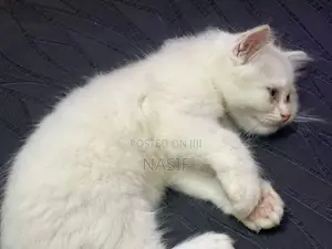 Kitten