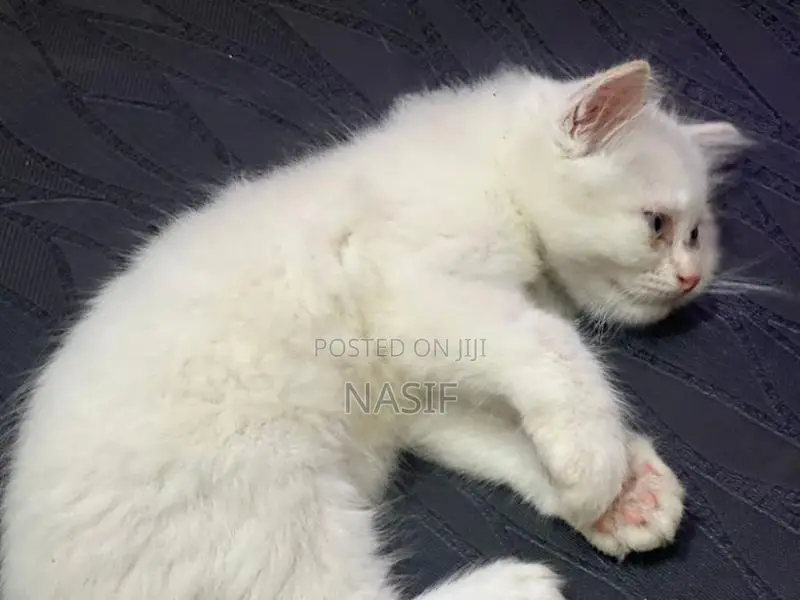 Kitten