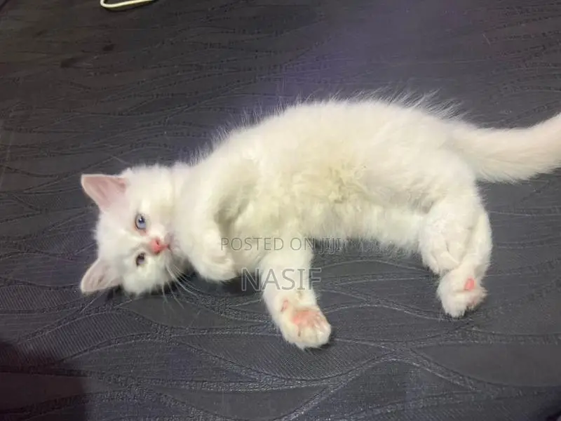 Kitten