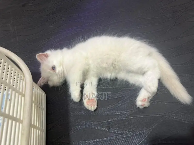 Kitten