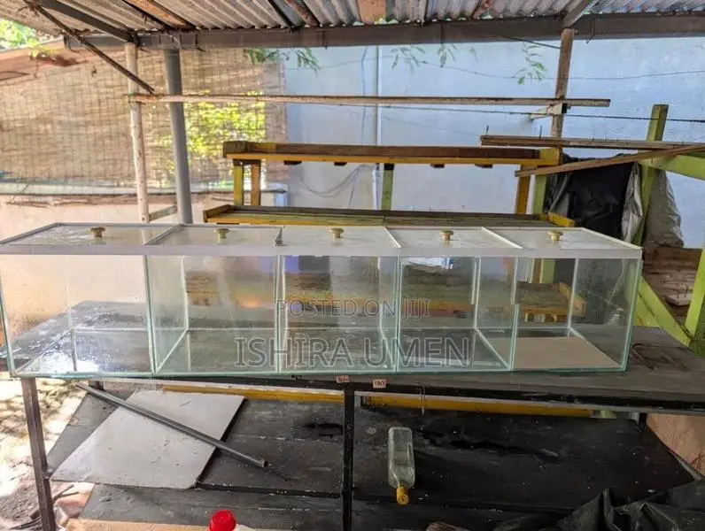 Homes - Fish Tank