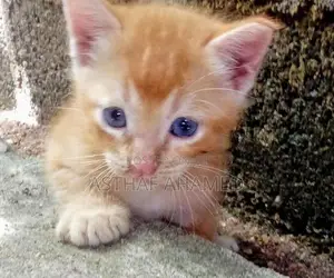 Persian Kitten