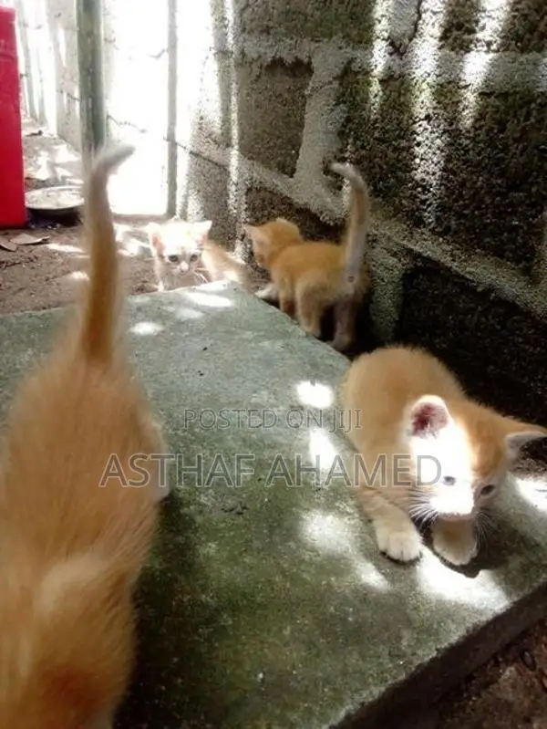 Persian Kitten